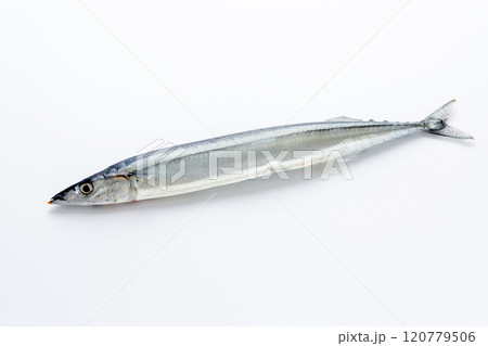 生さんま 120779506