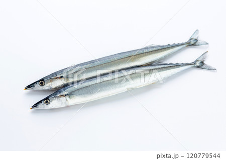 生さんま 生さんま 120779544