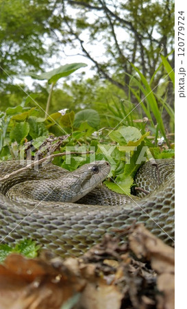 草むらでとぐろをまくアオダイショウ 120779724