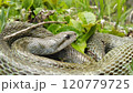 とぐろをまくアオダイショウ 120779725