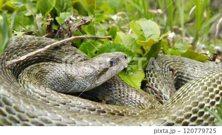 とぐろをまくアオダイショウ 120779725