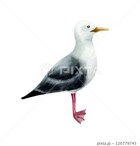 Seagull bird. Nice watercolor lesser black-backed gull, hand drawn illustration isolated on background. For designers, postcards, greetings, birthday, calendar, wallpapers, wrapping paper and baby 120779743