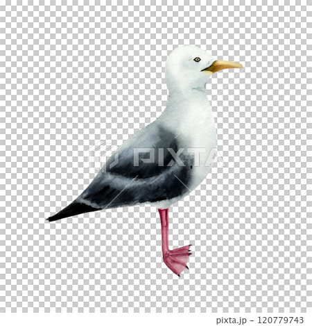 Seagull bird. Nice watercolor lesser black-backed gull, hand drawn illustration isolated on background. For designers, postcards, greetings, birthday, calendar, wallpapers, wrapping paper and baby Seagull bird. Nice watercolor lesser black-backed gull, hand drawn illustration isolated on background. For designers, postcards, greetings, birthday, calendar, wallpapers, wrapping paper and baby 120779743