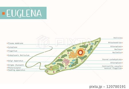 Protist cell anatomy. Euglenid body plan. Euglena microorganism structure outline diagram. Labeled educational scheme flat vector illustration. Protist cell anatomy. Euglenid body plan. Euglena microorganism structure outline diagram. Labeled educational scheme flat vector illustration. 120780191