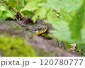 目力のあるヤマカガシ 120780777