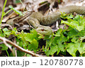 周囲をうかがうシマヘビ 120780778