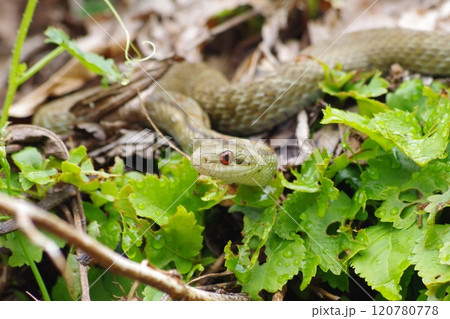 周囲をうかがうシマヘビ 周囲をうかがうシマヘビ 120780778
