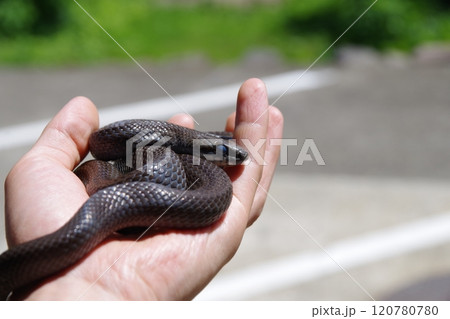シマヘビの黒化個体 脱皮前 シマヘビの黒化個体 脱皮前 120780780