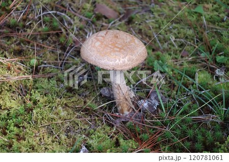 苔の多い地面に生えるきのこのある風景 苔の多い地面に生えるきのこのある風景 120781061
