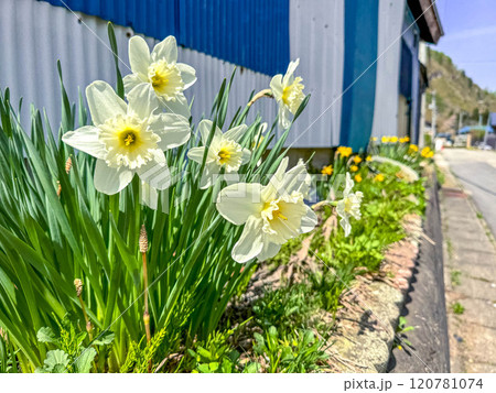 爽やかな春の彩り～道路わきの水仙の花～ 120781074