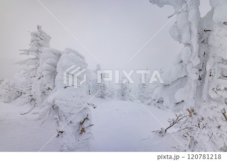 山形県 蔵王の樹氷 山形県 蔵王の樹氷 120781218
