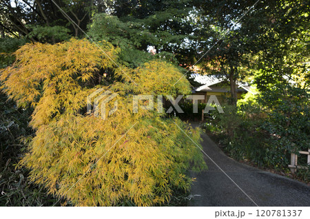 東京都庭園美術館庭園の茶室 120781337