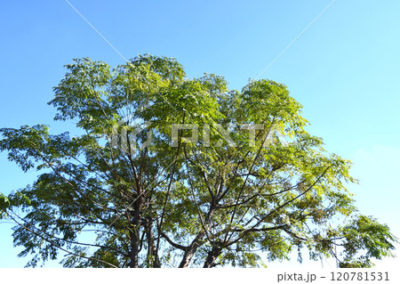 12月、実のたわわに実ったセンダンの木 120781531