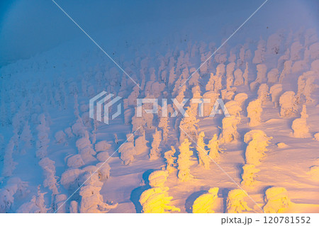 山形県　蔵王の樹氷・ライトラップ　 120781552