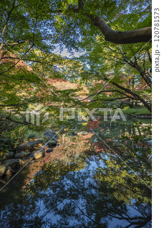 東京都庭園美術館の日本庭園モミジの紅葉 東京都庭園美術館の日本庭園モミジの紅葉 120781573