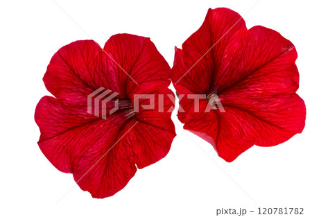 red petunia isolated 120781782