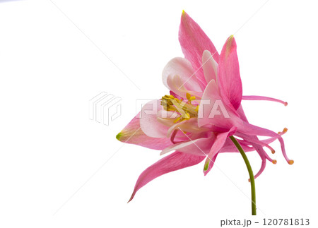 pink columbine flower isolated 120781813