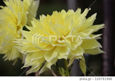 黄色い花びらの大輪の大銀河という名のダリアの花のアップの風景 120781980