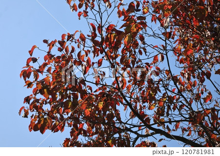 青空と太陽の光りを浴びて輝く赤く色づくハナミズキの葉のあるの樹の枝の風景 青空と太陽の光りを浴びて輝く赤く色づくハナミズキの葉のあるの樹の枝の風景 120781981