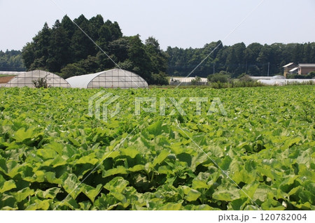 茨城県石岡市の郊外に広がるごぼう畑の風景 茨城県石岡市の郊外に広がるごぼう畑の風景 120782004
