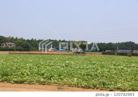 茨城県石岡市の郊外に広がるごぼう畑の風景 茨城県石岡市の郊外に広がるごぼう畑の風景 120782005