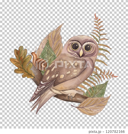 A forest owl sits on a branch with leaves and branches of oak and fern. The illustration with plants, a bird, and a snail is hand-painted in watercolor in a botanical style. For cards, printing A forest owl sits on a branch with leaves and branches of oak and fern. The illustration with plants, a bird, and a snail is hand-painted in watercolor in a botanical style. For cards, printing 120782166