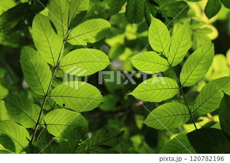 自然 植物 カエンボク、葉は羽状複葉。小葉は対生で十センチ前後、多い場合は九対ほども連なります 自然 植物 カエンボク、葉は羽状複葉。小葉は対生で十センチ前後、多い場合は九対ほども連なります 120782196