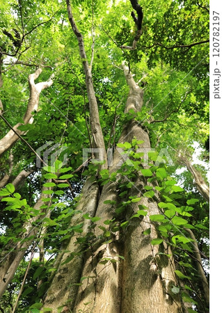 自然 植物 カエンボク、美しい花が有名ですがかなりの大木。高さ二十五メートルほどになることも 自然 植物 カエンボク、美しい花が有名ですがかなりの大木。高さ二十五メートルほどになることも 120782197