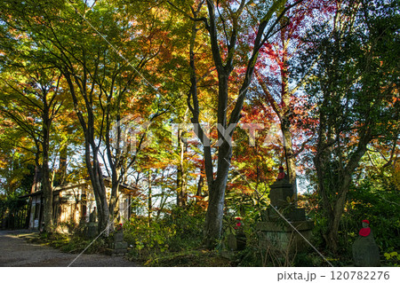 高尾山　高尾山薬王院　仏舎利塔（ぶっしゃりとう）の広場　11月下旬 120782276