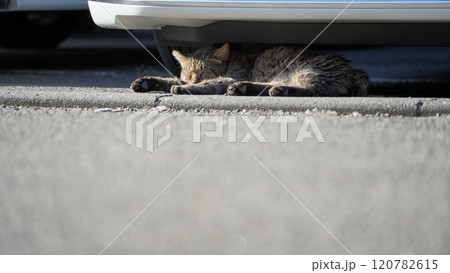 野良猫 野良猫 120782615