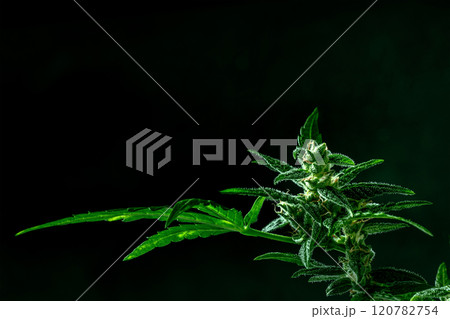 Cannabis plant with green leaves and white flowers, with trichomes Cannabis plant with green leaves and white flowers, with trichomes 120782754