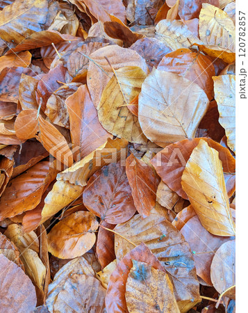 Wet Brown Fallen Leaves on A Forest Floor In Winter or Autumn Season Wet Brown Fallen Leaves on A Forest Floor In Winter or Autumn Season 120782857