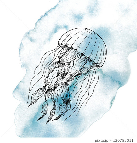Beautiful jellyfish on a watercolor spot. Hand painted sketch. Graphic clip art isolated on background. Underwater illustration. For designers, invitations, decoration, postcards, wrapping paper Beautiful jellyfish on a watercolor spot. Hand painted sketch. Graphic clip art isolated on background. Underwater illustration. For designers, invitations, decoration, postcards, wrapping paper 120783011