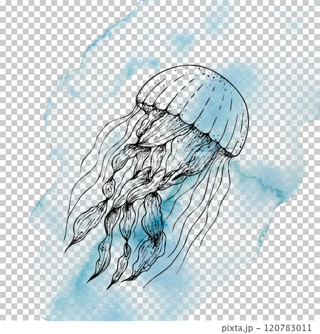 Beautiful jellyfish on a watercolor spot. Hand painted sketch. Graphic clip art isolated on background. Underwater illustration. For designers, invitations, decoration, postcards, wrapping paper Beautiful jellyfish on a watercolor spot. Hand painted sketch. Graphic clip art isolated on background. Underwater illustration. For designers, invitations, decoration, postcards, wrapping paper 120783011