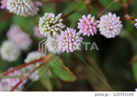 秋の庭に咲くヒメツルソバのピンク色や白の小さい丸い花 秋の庭に咲くヒメツルソバのピンク色や白の小さい丸い花 120783109