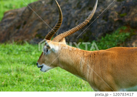 Cobo Lichi antelope, calmly resting and eating outdoors in nature 120783417