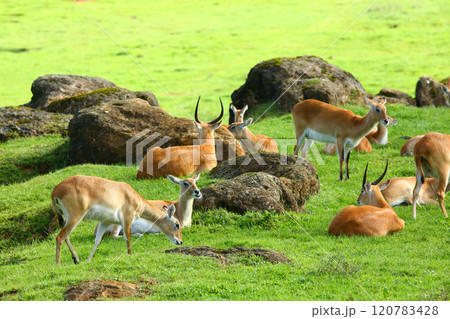 Cobo Lichi antelope, calmly resting and eating outdoors in nature 120783428