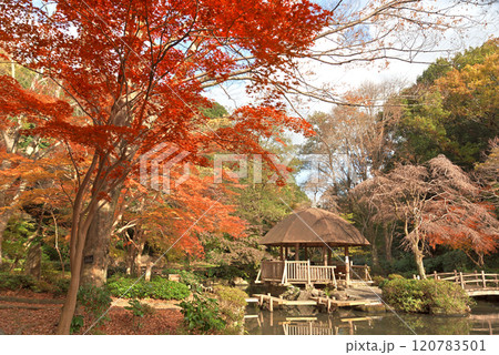 川崎市　宮前区　秋の東高根森林公園 120783501