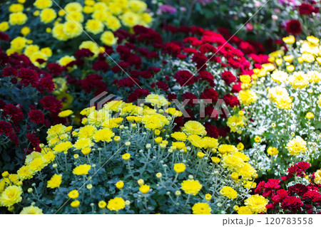 Bushes of red and yellow chrysanthemums close-up. Unpretentious garden flowers. 120783558
