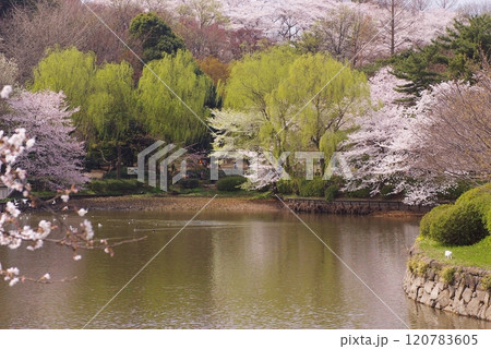 県立三ッ池公園しだれ柳と桜の共演3 120783605