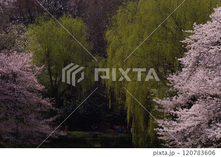 県立三ッ池公園しだれ柳と桜の共演2 120783606