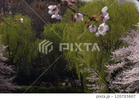 県立三ッ池公園しだれ柳と桜の共演1 120783607