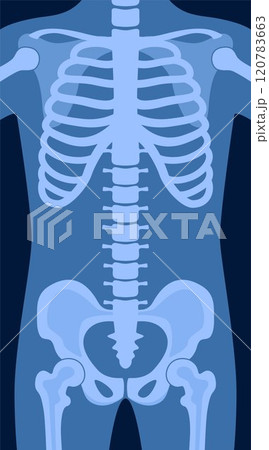 Human skeleton chest x ray image. Torso roentgen shot. Medical analyzing. Anatomical bone medicine laboratory radial scan picture for disease diagnostic health care checkup. Vector illustration. Human skeleton chest x ray image. Torso roentgen shot. Medical analyzing. Anatomical bone medicine laboratory radial scan picture for disease diagnostic health care checkup. Vector illustration. 120783663