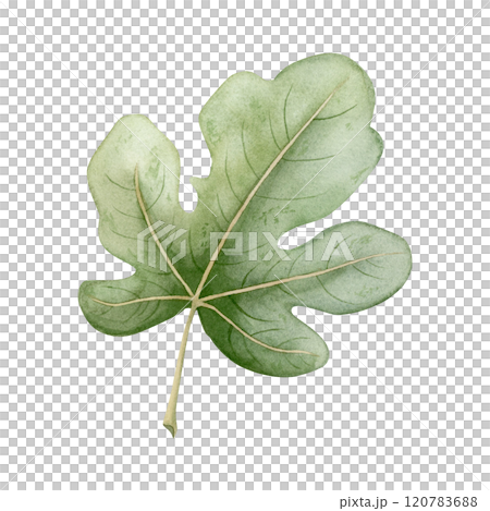 Green fig leaf watercolor illustration isolated on white. Hand drawn tropical tree leaves clipart for summer designs. Simple sketch of garden nature Green fig leaf watercolor illustration isolated on white. Hand drawn tropical tree leaves clipart for summer designs. Simple sketch of garden nature 120783688
