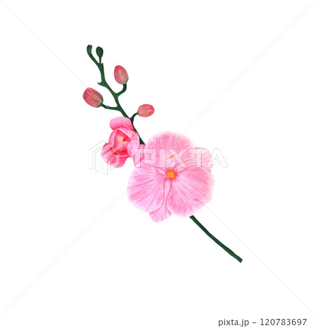 Blooming orchid branch. Pink Phalaenopsis on a white background. 120783697