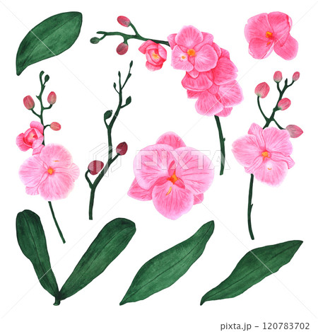 Set of watercolor orchid flowers and leaves. Isolated illustrations on white background Set of watercolor orchid flowers and leaves. Isolated illustrations on white background 120783702