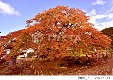 秩父郡 西善寺のこみねかえで 秩父郡 西善寺のこみねかえで 120783834