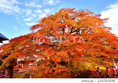 秩父郡 西善寺のこみねかえで 秩父郡 西善寺のこみねかえで 120783836