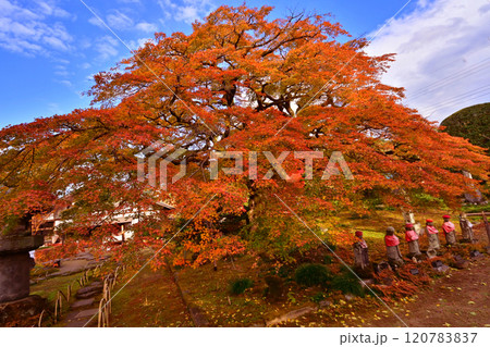 秩父郡 西善寺のこみねかえで 秩父郡 西善寺のこみねかえで 120783837
