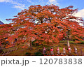 秩父郡　西善寺のこみねかえで 120783838